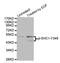 ShcA antibody, LS-C335918, Lifespan Biosciences, Western Blot image 