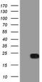 Ras Homolog Family Member C antibody, TA806448, Origene, Western Blot image 
