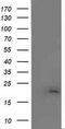 Malignant T cell-amplified sequence 1 antibody, M06981, Boster Biological Technology, Western Blot image 