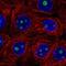 SERTA Domain Containing 3 antibody, NBP2-57666, Novus Biologicals, Immunofluorescence image 
