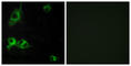 Laminin subunit alpha-1 antibody, abx014029, Abbexa, Western Blot image 