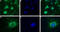 Voltage-dependent T-type calcium channel subunit alpha-1H antibody, GTX54813, GeneTex, Immunofluorescence image 