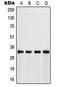 Fibrinogen Silencer Binding Protein antibody, LS-C353688, Lifespan Biosciences, Western Blot image 