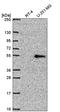 Nuclear Receptor Subfamily 1 Group D Member 2 antibody, HPA053868, Atlas Antibodies, Western Blot image 
