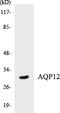 Aquaporin 12A antibody, LS-C200139, Lifespan Biosciences, Western Blot image 