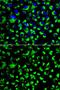 Heat Shock Protein Family A (Hsp70) Member 9 antibody, GTX55649, GeneTex, Immunofluorescence image 
