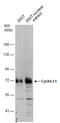 Cyclin L1 antibody, GTX131754, GeneTex, Western Blot image 