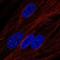 Leptin Receptor antibody, NBP1-85765, Novus Biologicals, Immunocytochemistry image 