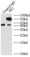 SCH antibody, FNab05685, FineTest, Immunoprecipitation image 