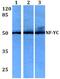 Nuclear Transcription Factor Y Subunit Gamma antibody, PA5-36303, Invitrogen Antibodies, Western Blot image 