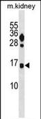 FUN14 Domain Containing 2 antibody, PA5-72155, Invitrogen Antibodies, Western Blot image 