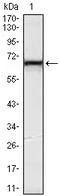 Kelch-like protein 12 antibody, A08568, Boster Biological Technology, Western Blot image 