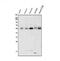 SMAD Family Member 5 antibody, A01423, Boster Biological Technology, Western Blot image 