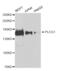 Phospholipase C-gamma-1 antibody, AHP2507, Bio-Rad (formerly AbD Serotec) , Western Blot image 