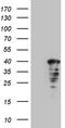 Cytokine Induced Apoptosis Inhibitor 1 antibody, TA808781S, Origene, Western Blot image 
