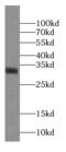 EEF1B antibody, FNab02645, FineTest, Western Blot image 