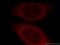 Family With Sequence Similarity 49 Member B antibody, 20127-1-AP, Proteintech Group, Immunofluorescence image 