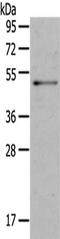 Oligodendrocyte Myelin Glycoprotein antibody, CSB-PA884909, Cusabio, Western Blot image 