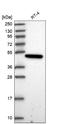 Par-6 Family Cell Polarity Regulator Gamma antibody, NBP2-30757, Novus Biologicals, Western Blot image 