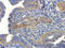 NADPH Oxidase 1 antibody, orb247040, Biorbyt, Immunohistochemistry paraffin image 