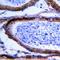 Glucosaminyl (N-Acetyl) Transferase Family Member 7 antibody, LS-C353636, Lifespan Biosciences, Immunohistochemistry frozen image 