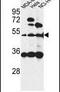 Immunoglobulin Superfamily Containing Leucine Rich Repeat antibody, PA5-24804, Invitrogen Antibodies, Western Blot image 