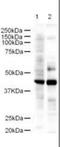 LIM Domain Binding 2 antibody, orb87405, Biorbyt, Western Blot image 