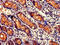 Sorting Nexin 27 antibody, CSB-PA842704LA01HU, Cusabio, Immunohistochemistry frozen image 