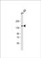 Centlein antibody, PA5-48521, Invitrogen Antibodies, Western Blot image 