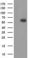 Exonuclease 3'-5' Domain Containing 1 antibody, TA502147, Origene, Western Blot image 