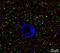 Homer protein homolog 1 antibody, 75-454, Antibodies Incorporated, Immunofluorescence image 