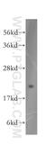 Dual Specificity Phosphatase 22 antibody, 51005-2-AP, Proteintech Group, Western Blot image 