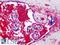 Alpha-2-Macroglobulin antibody, LS-B4881, Lifespan Biosciences, Immunohistochemistry paraffin image 