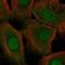 Cystatin A antibody, HPA001031, Atlas Antibodies, Immunofluorescence image 