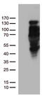 Progesterone Receptor antibody, UM800038CF, Origene, Western Blot image 