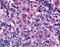 N-Acetylneuraminic Acid Phosphatase antibody, LS-A3355, Lifespan Biosciences, Immunohistochemistry paraffin image 
