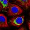 Malate dehydrogenase, mitochondrial antibody, HPA019714, Atlas Antibodies, Immunocytochemistry image 