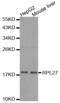 60S ribosomal protein L27 antibody, LS-C334407, Lifespan Biosciences, Western Blot image 