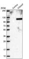 Protein FAN antibody, PA5-54707, Invitrogen Antibodies, Western Blot image 
