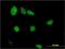 LIM Domains Containing 1 antibody, H00008994-M01, Novus Biologicals, Immunofluorescence image 