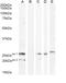 Neurturin antibody, 45-963, ProSci, Enzyme Linked Immunosorbent Assay image 