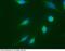 Cyclin A1 antibody, 11013-MM06, Sino Biological, Immunohistochemistry frozen image 
