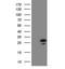 PEST Proteolytic Signal Containing Nuclear Protein antibody, NBP2-46346, Novus Biologicals, Western Blot image 