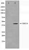 DNA repair protein XRCC4 antibody, TA347510, Origene, Western Blot image 