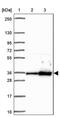 Pyrroline-5-Carboxylate Reductase 2 antibody, PA5-63360, Invitrogen Antibodies, Western Blot image 