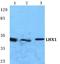 LIM Homeobox 1 antibody, A05816, Boster Biological Technology, Western Blot image 