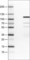 DNA-binding protein SATB2 antibody, NBP2-52913, Novus Biologicals, Western Blot image 