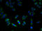 FKBP Prolyl Isomerase 11 antibody, A59134-100, Epigentek, Immunofluorescence image 