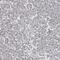 Sedoheptulokinase antibody, PA5-55063, Invitrogen Antibodies, Immunohistochemistry frozen image 