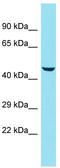 Keratin, type II cytoskeletal 78 antibody, TA337400, Origene, Western Blot image 